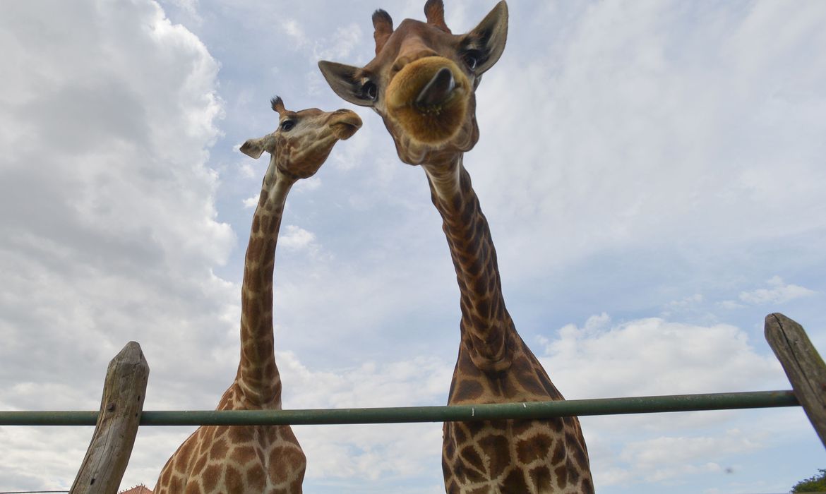 Resort em Mangaratiba recebe visita da PF, que recolhe 15 girafas vítimas de maus tratos
